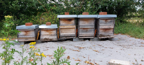 Bienenstandort IMKEREI HENRIZ